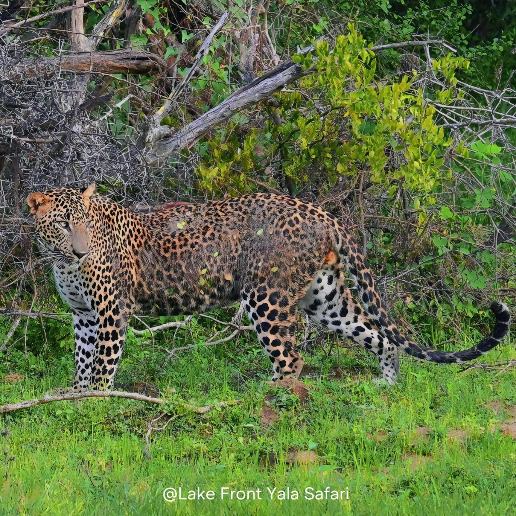 Lake Front Yala Safari 카타라가마 외부 사진